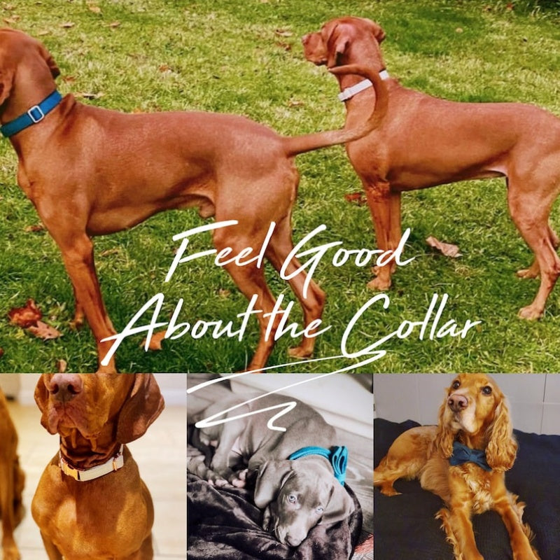 [vendor] Multiple Colour Velvet Personalise Dog Collar Leash Set With Bow