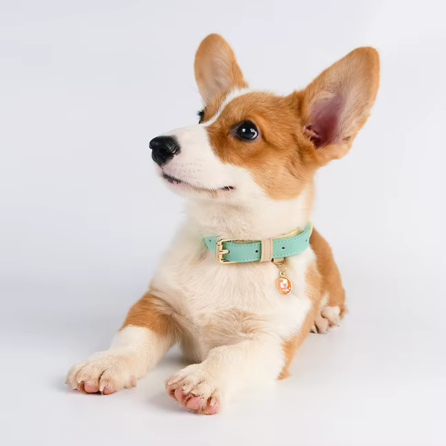 [vendor] S M L Dog Collar, Leather Dog Collar, For Small, Medium, And Large
